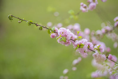 Close-up of pink cherry blossoms in spring