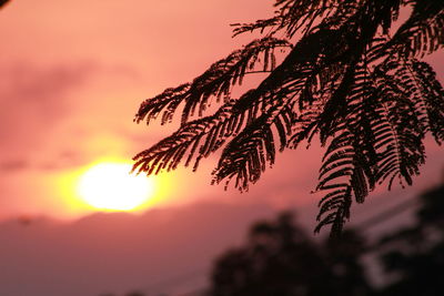 Close-up of tree branch during sunset