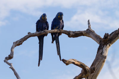 Low angle view of bird perching on branch