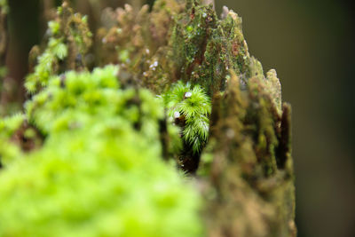 Close-up of green plant