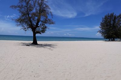 Trees on beach against sky