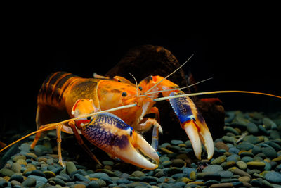 Close-up of crab in sea