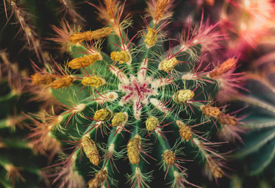 Close-up of succulent plant