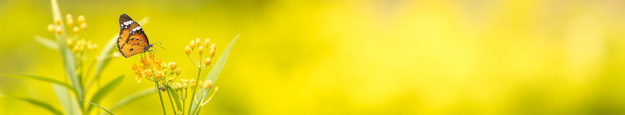 Close-up of butterfly pollinating on yellow flower