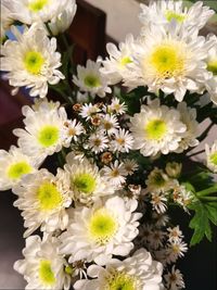 Close-up of white daisy flowers