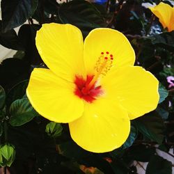 Close-up of yellow flower