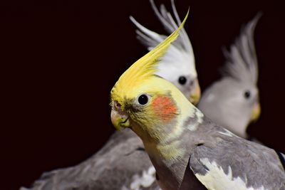 Close-up of bird