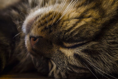 Close-up of cat with eyes closed