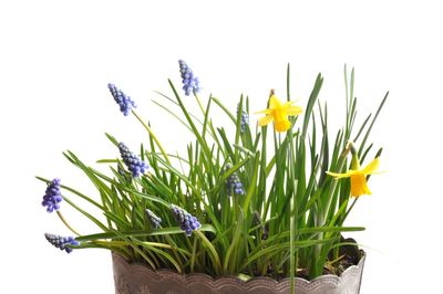 Close-up of yellow daffodil flower pot