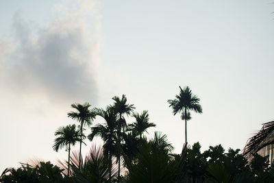Low angle view of palm trees against sky