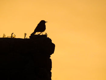 Silhouette birds perching on rock against sky during sunset