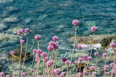 Close-up of pink flowering plants on field