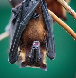 Close-up of animal hanging on branch