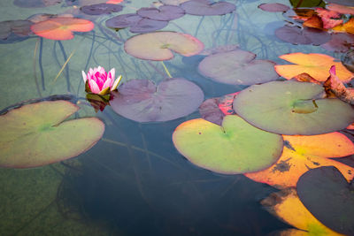 High angle view of lotus water lily in lake