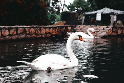 Swans swimming in lake