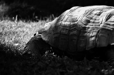 Close-up of tortoise on grass