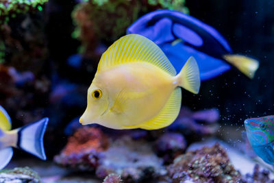 Colorful tropical fish  zebrasoma flavescens, paracanthurus hepatus in home reef fish tank
