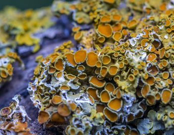 Full frame shot of lichen on rock