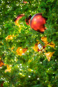 Close-up of christmas tree