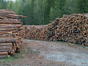 Stack of logs in forest