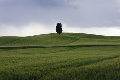 Scenic view of agricultural field against sky