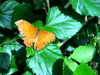 Close-up of orange butterfly on leaves