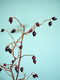 Close-up of water drops on branch against clear sky