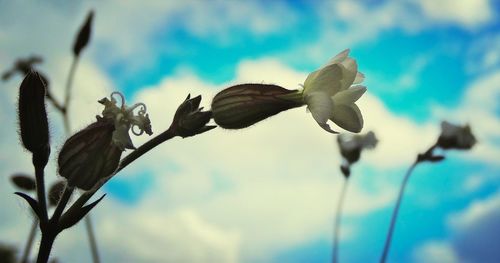 Low angle view of flowers against blue sky