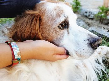 Close-up of hand with dog