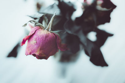 Close-up of wilted rose