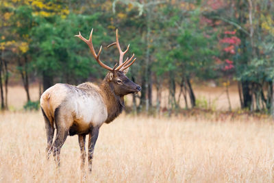 A young bull elk walking through a field