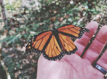 Close-up of butterfly on hand