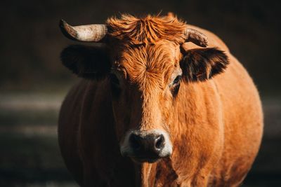 Close-up portrait of cow