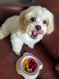 High angle view of dog at home
