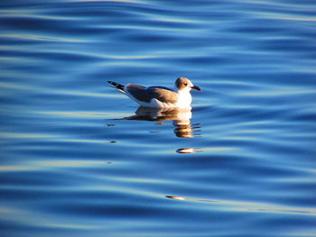 Seagul on water