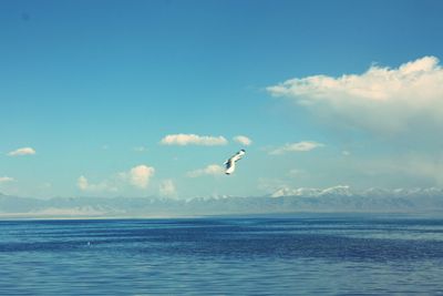 Seagull flying over sea