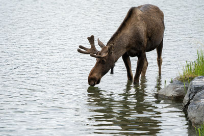 Side view of elephant drinking water