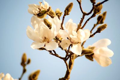 Low angle view of cherry blossoms against sky