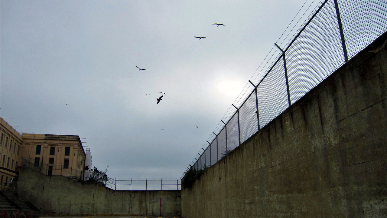 LOW ANGLE VIEW OF BIRDS FLYING IN SKY