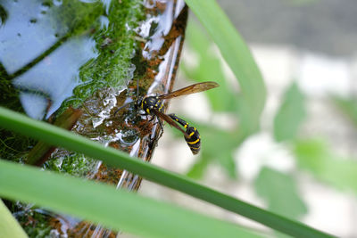 Close-up of bee on leaf