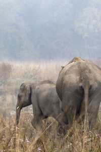 Side view of elephant on field