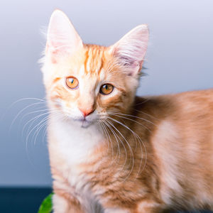 Close-up portrait of a cat