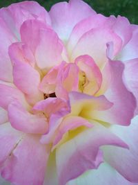 Close-up of pink flowers blooming outdoors