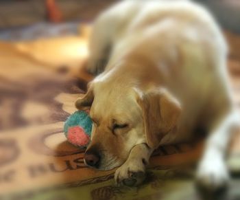 Close-up of dog relaxing