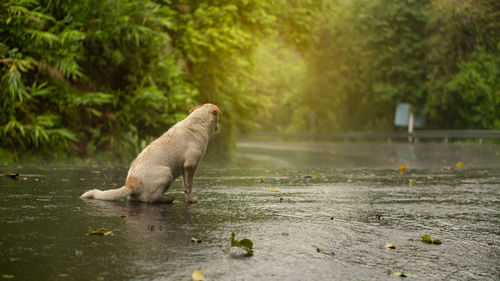 View of a dog in water