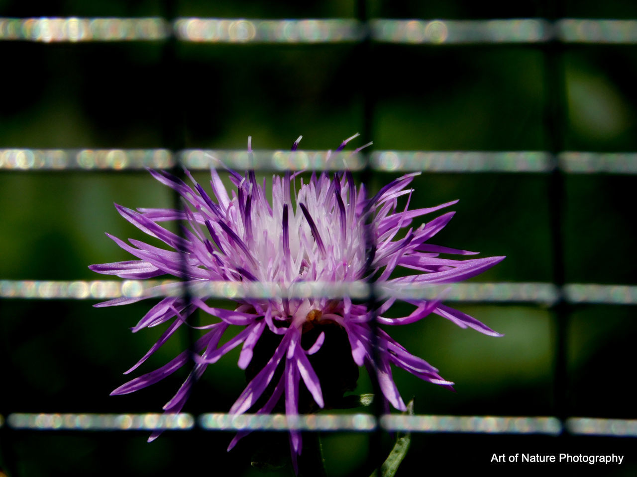 flower, flowering plant, plant, freshness, beauty in nature, fragility, close-up, inflorescence, purple, nature, growth, flower head, macro photography, petal, focus on foreground, no people, outdoors, green, day, plant stem