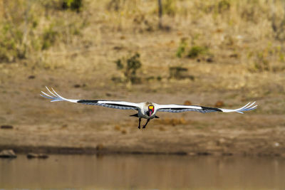 View of bird flying