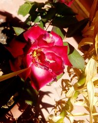 Close-up of pink rose