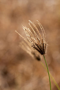 Close-up of wheat growing outdoors