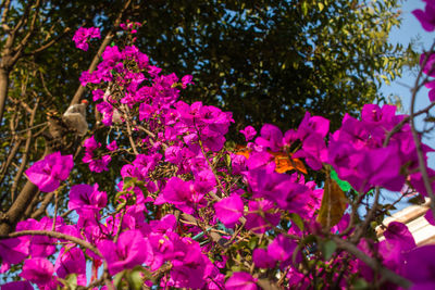 Close-up of pink flowering plant